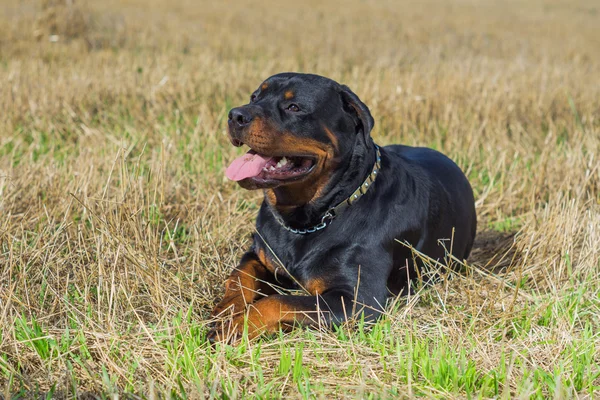 Rottweiler hund naturlig baggrund græs felt - Stock-foto