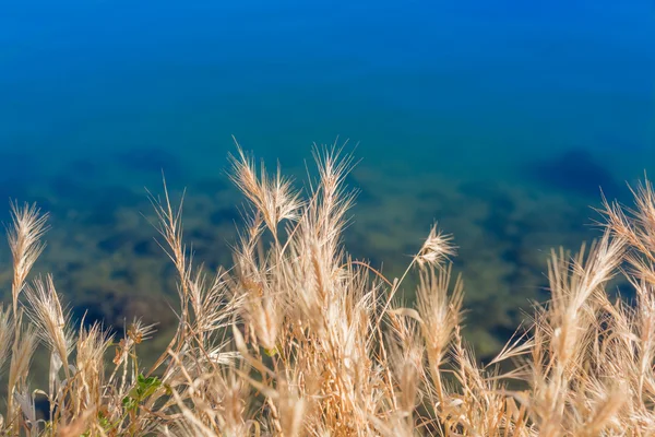 Flauschiges gelbes Gras — Stockfoto