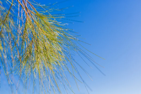 Manojo de pinos de cerca — Foto de Stock