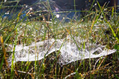 otların arasında örümcek ağı