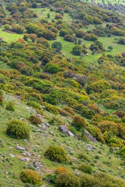Dağ Vadisi havadan görünümü orman bush hill çimen