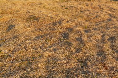 Çavdar mowed doku arka plan