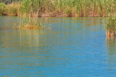 Göl su reed ile