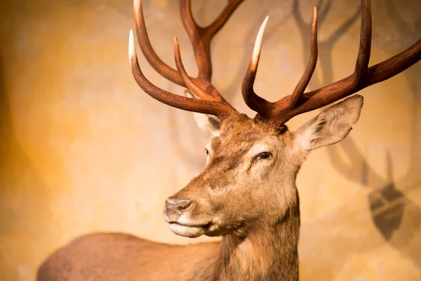 Uppstoppad hjort med stora horn på inre landskapet — Stockfoto