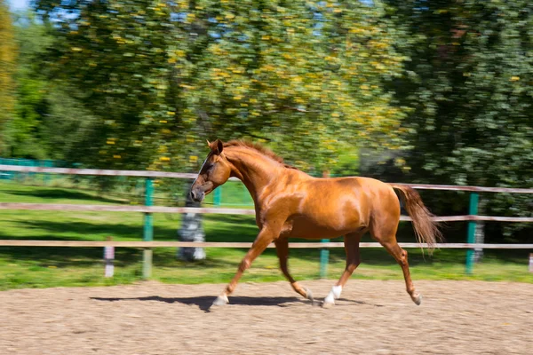 Horse running at the paddock — Stock Photo, Image