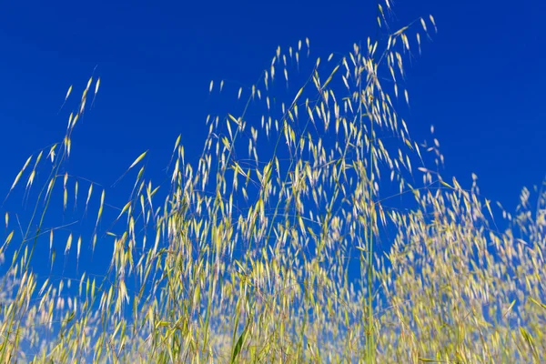 Wheat ears natural spring field — Stock Photo, Image