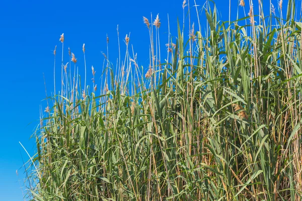 Flauschiges Gras — Stockfoto