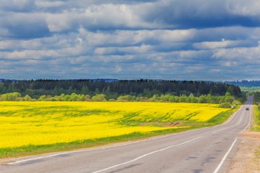 Sarı çiçek açan alanında yol yaz peyzaj çiçek