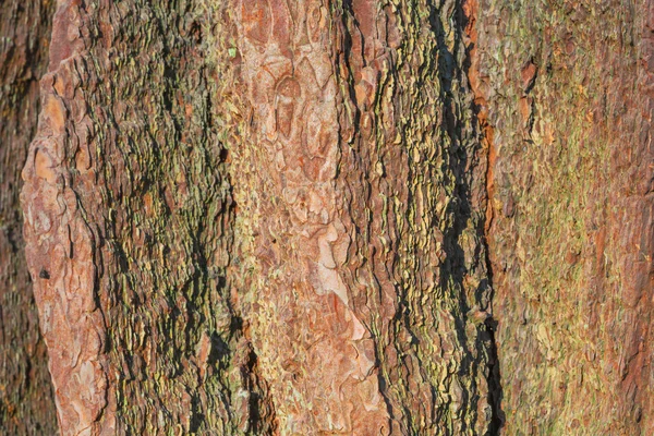 古い樹皮がクローズ アップ表示 — ストック写真
