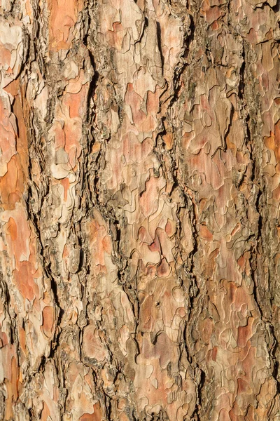Starý kůry stromů zblízka pohled — Stock fotografie