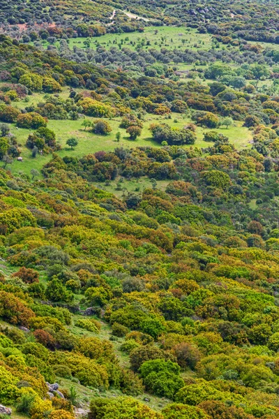 Mountain valley green forest natural background — Stock Photo, Image