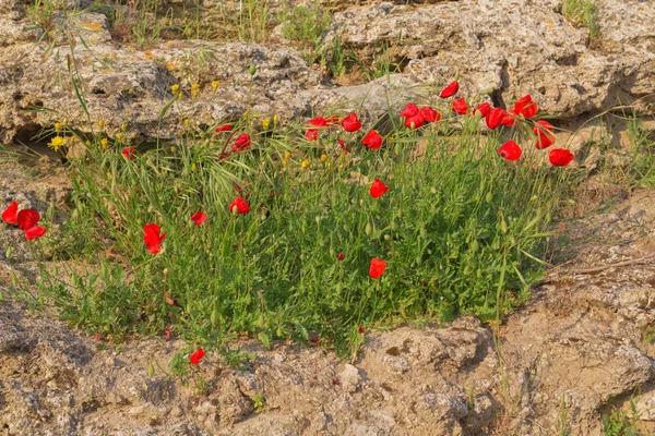 Bloeiende papavers — Stockfoto