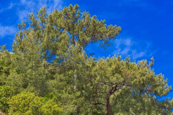 Πεύκο δέντρο στέμμα — Φωτογραφία Αρχείου