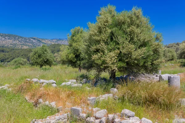 Antique ruins olive tree — Stock Photo, Image