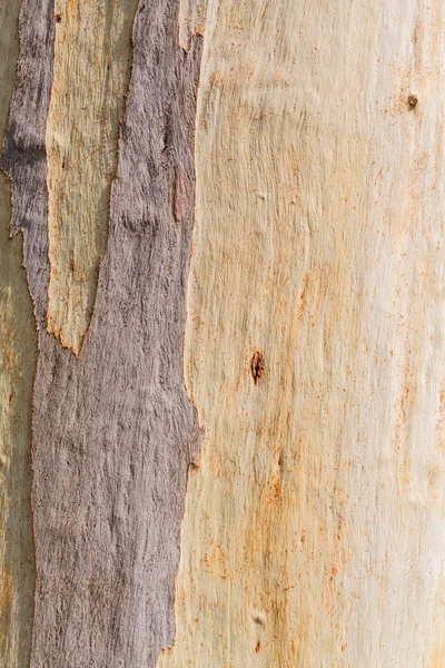 Stromová kůra detailní zobrazení jako pozadí — Stock fotografie