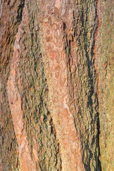 Alte Baumrinde aus nächster Nähe — Stockfoto