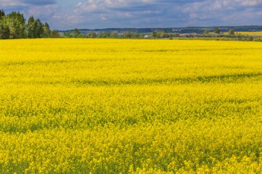 Bahar kolza tohumu alan sarı çiçek ufuk