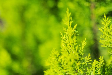 Yaprak dökmeyen ağaç yakın çekim