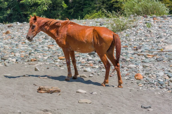 Brown horse on mountain river shore — Stock Photo, Image