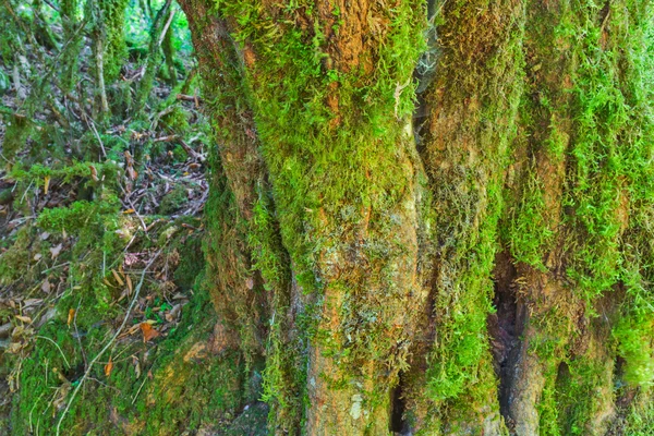Mossy tree bark texture — Stock Photo, Image
