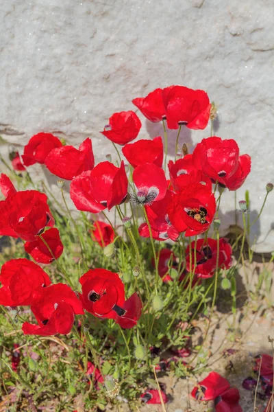 Bloeiende papavers — Stockfoto