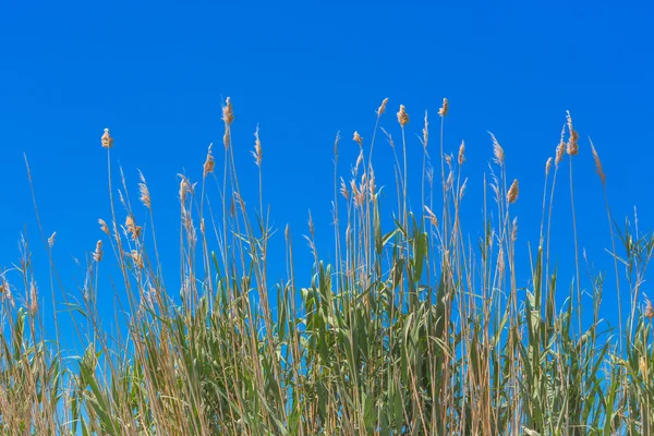 Flauschiges Gras — Stockfoto