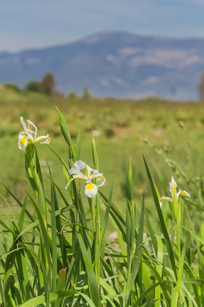 Narciso salvaje — Foto de Stock