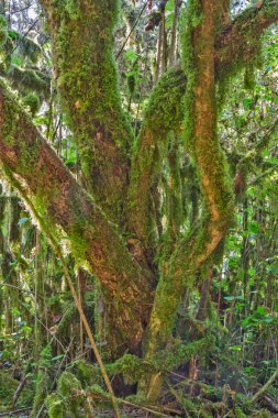 Yosunlu ağaç kabuğu doku