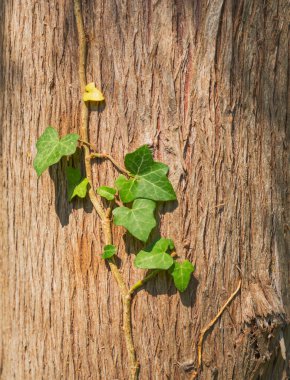 Eski ağaç kabuğu dokusu