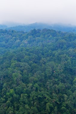 Yeşil ormanlar ile yayla görünümü