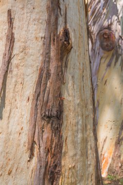 Eski ağaç kabuğu görünümü kapatın