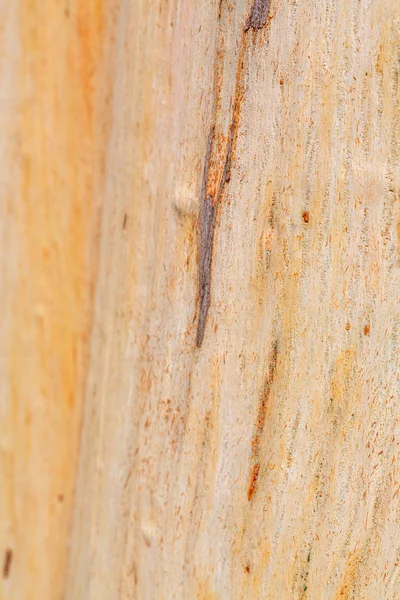 Casca de árvore close-up vista como fundo — Fotografia de Stock