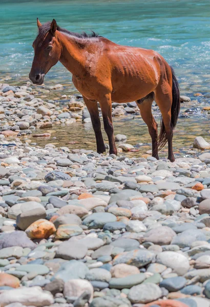 Коричневий кінь на березі річки гора — стокове фото