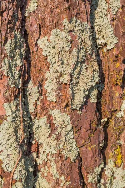 Old tree bark close up view — Stock Photo, Image