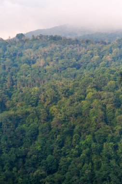 Yayla yeşil orman manzaralı