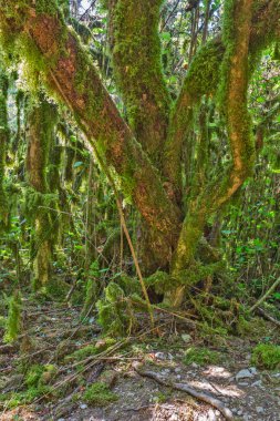 Yosunlu ağaç kabuğu doku