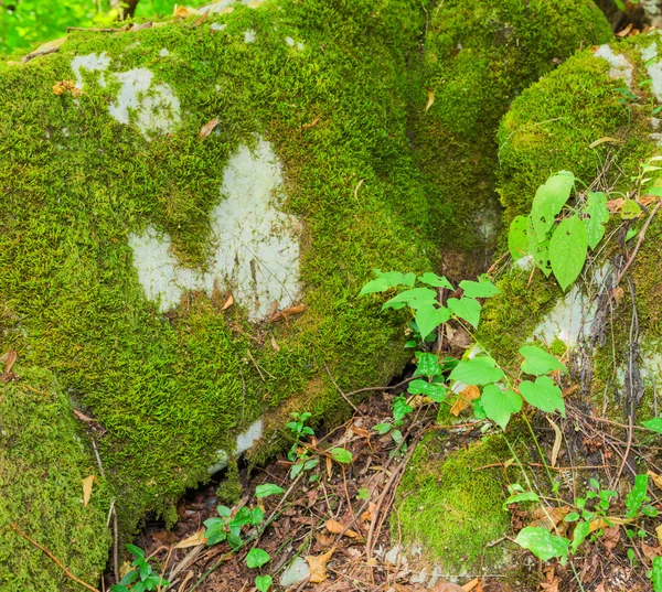Green moss on the rocks — Stock Photo, Image