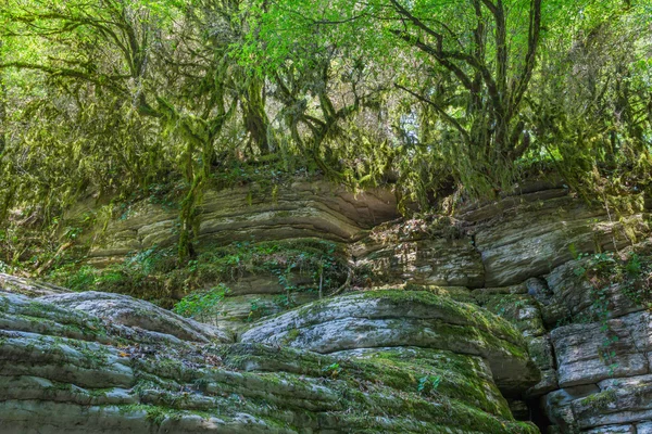 Rocas salvajes con árboles musgosos —  Fotos de Stock