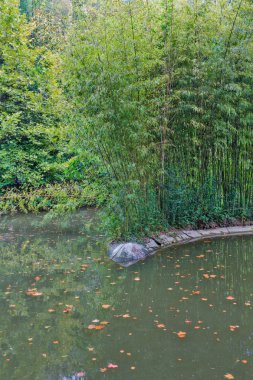 Bambu ile küçük gölet