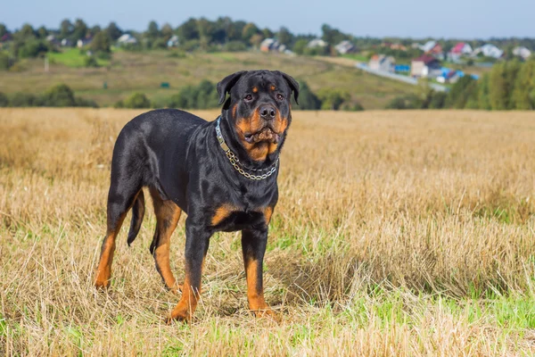 Rottweiler campo de grama cão — Fotografia de Stock