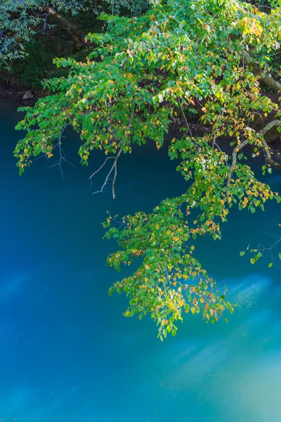 Birch tree branches