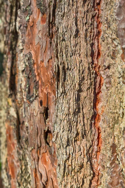 古い樹皮がクローズ アップ表示 — ストック写真