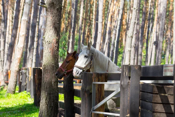 Two horses standing at the paddock — Stock Photo, Image