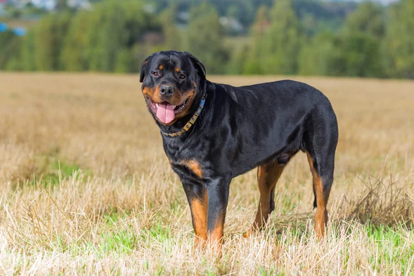 Rottweiler köpek doğal arka plan çim sahası