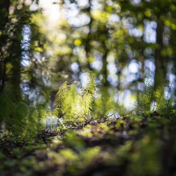 Mattina nella foresta — Foto Stock