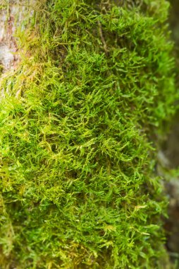 Eski ağaç yosunlu kabuk dokusu