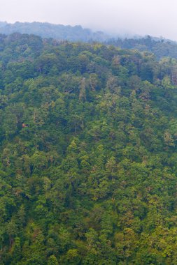 Yeşil ormanlar ile yayla görünümü