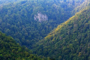 Yeşil ormanlar ile yayla görünümü