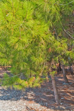 Çam ağacı iğneleri görünümü kapatın