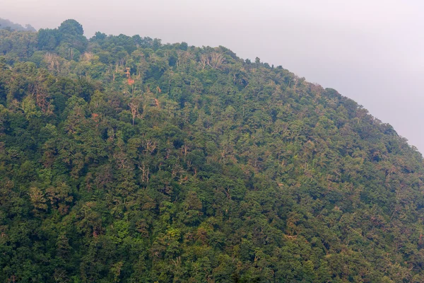 Yeşil ormanlar ile yayla görünümü — Stok fotoğraf